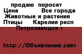 продаю  поросят  › Цена ­ 1 000 - Все города Животные и растения » Птицы   . Карелия респ.,Петрозаводск г.